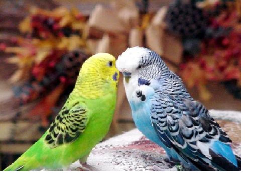 Секреты правильного питания волнистых попугайчиков