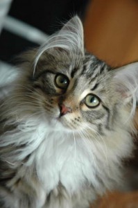 Kotik
