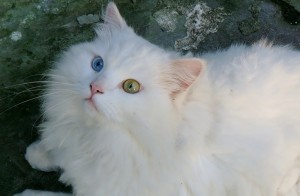 Глухие кошки