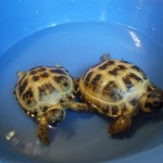 Как купать черепах