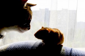Кошка и хомяк