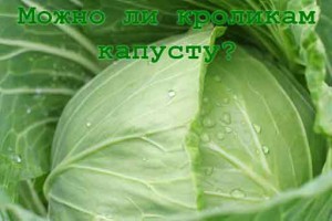 Капуста для кроликов