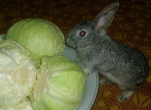 кролик с капустой