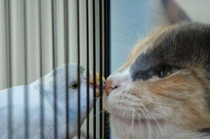 Дружба домашних животных