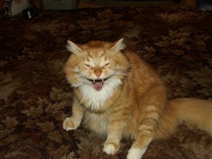 Кошка хочет кота