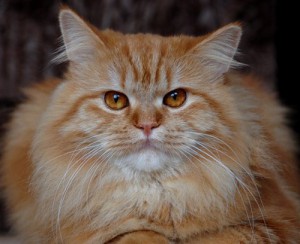 Как ухаживать за шерстью кошки