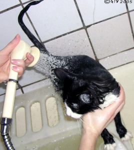 Уход за шерстью кошки