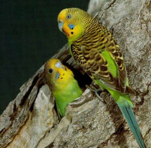 Как определить возраст волнистых попугаев