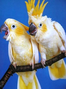 Сколько живут попугаи