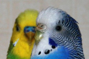 Как определить возраст волнистых попугаев