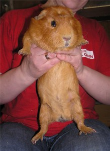 Куи