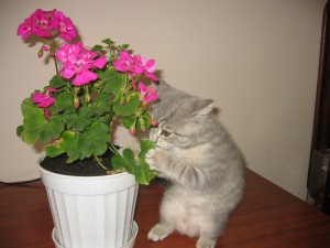 Опасные растения  для кошек