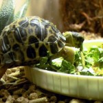 Растительный корм для черепахи