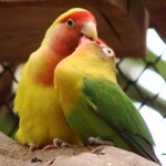 Как определить пол попугая неразлучника