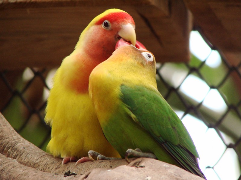 Как определить пол попугая неразлучника