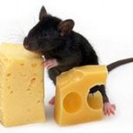 Чем кормить декоративных крыс 