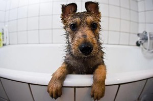 Как мыть собак